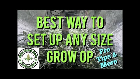 Best way to set up any size marijuana grow tent, room or grow op. See my set up, pro tips and more.