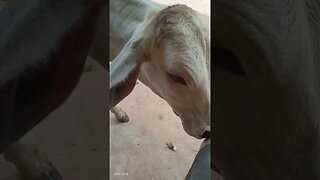 cow.#mrbeast #cat #mrbeast #shortvideo #nature #mrbeastgame #youtubepersonality #funny #shortsvideo