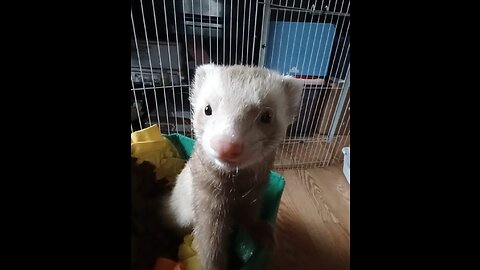 Romeo the ferret can't deal with it....