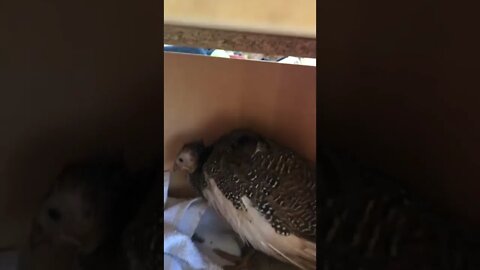 Injured baby guinea fowl fist time standing up