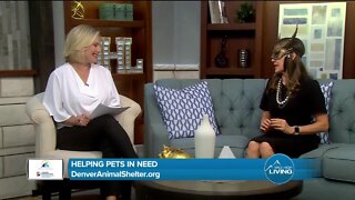Helping Pets In Need // Denver Animal Shelter