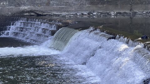 Salmon run Humber River 2022 edition 40