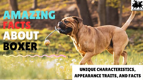 Amazing Facts About Boxer Dog | Boxer Dog Facts | Animals Addict