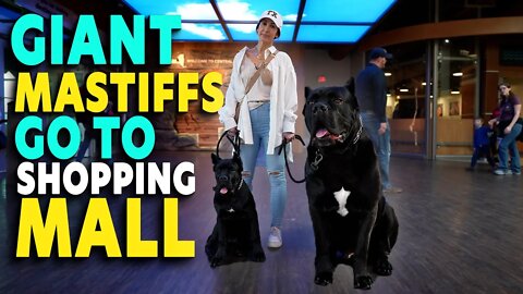 Giant Mastiffs Go To Shopping Mall Cane Corsos & Puppy