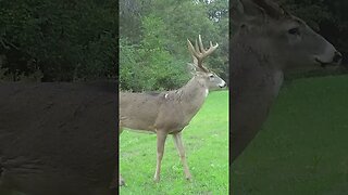 How old do you think he is?🦌 #deer #deerhunting #deermanagement