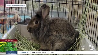 Adopt a rescued rabbit month