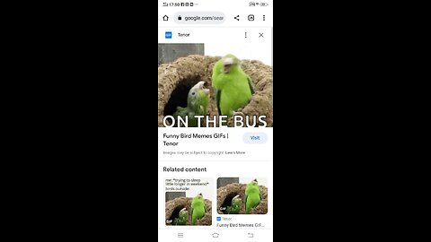 Funny Birds