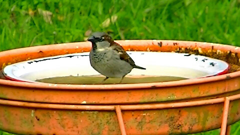 IECV NV #735 - 👀 House Sparrows Bathing 10-30-2018