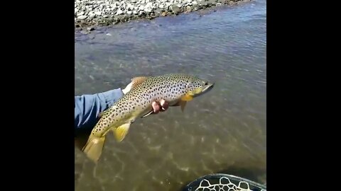 Best Trout Fishing in California