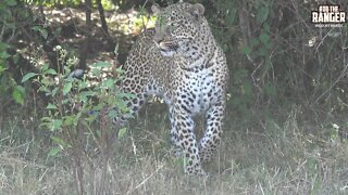 The Leopard Queen Of Kaboso Hide And Seek | Maasai Mara Safari | Zebra Plains