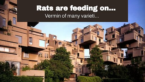 Rats are feeding on Democrat decay…