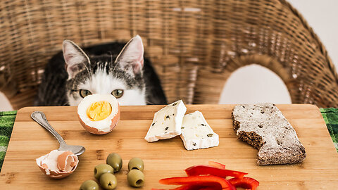 7 Human Foods Cats Can Eat