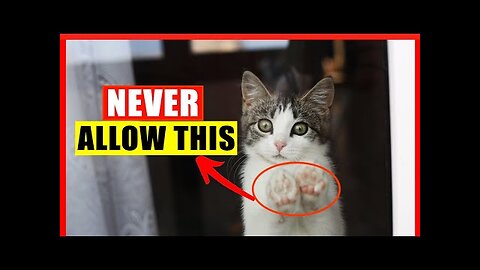 If You Have an Indoor Cat, Never Do THIS! (Common Indoor Cat Mistakes)