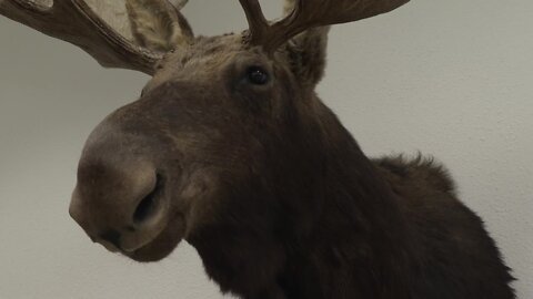 Moose attack in Ketchum leaves one hospitalized