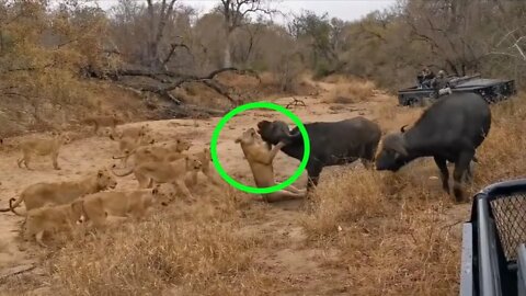 Lion vs buffalo real fight and Lion attacked to buffalo🦬||2022||
