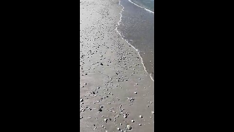 Livestream Clip - Barefoot Beach, FL Before Ian 8/26/2022 PT 3