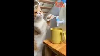 Funniest Cats & Dogs Videos🐶😹