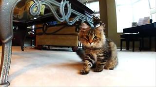 Cute Pets Compilation One for 2014