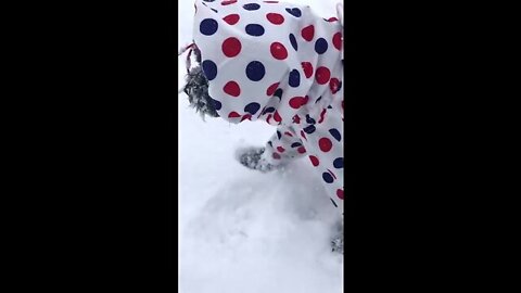 My Dog, OREO is enjoying walking in the snow_stuck_out_tongue_closed_eyes