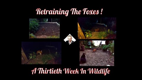 A Thirtieth Week In Wildlife - Retraining The Foxes !