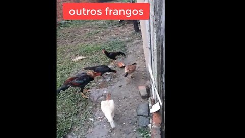 algumas de nossas aves 2. videos.