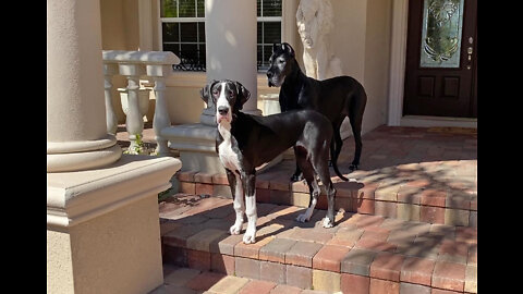 Great Danes With Heart Shaped Ears & Nose Celebrate 1st Valentine's Day Together