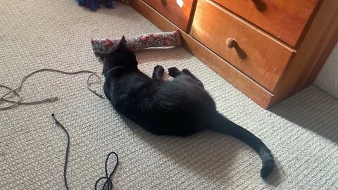 Preston playing with his catnip stick