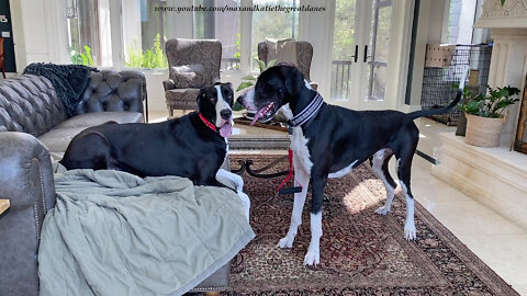 Funny Visiting Great Dane Makes Herself Comfy & Right At Home