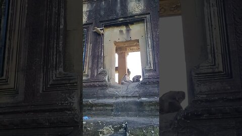 Angkor Wat And Surrounding Temples Siem Reap Cambodia 🇰🇭 #shorts #cambodia #siemreap #angkorwat