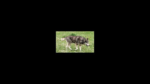Siberian Husky Dog. SUBSCRIBE