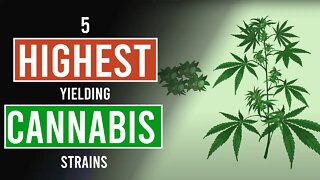 5 Highest Yielding Cannabis Strains!