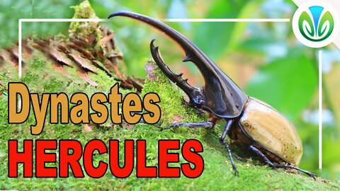 Hercules beetle - a great strong vegetarian | Nature VN