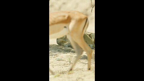 Lioness waiting to select the perfect target.