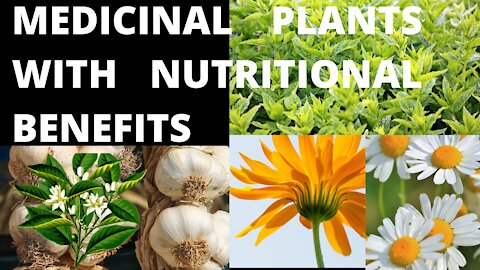 40 Medicinal Plants with Nutritional Benefits You Must Grow at Your Home