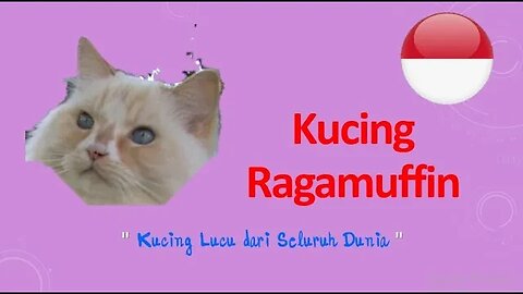 #Kucing Ragamuffin "Kucing Lucu dari Seluruh Dunia "