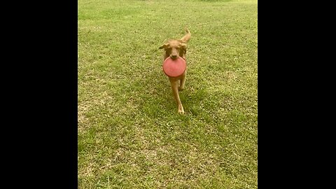 River of Peace🐕, Trick sent in for GMA Most Tail-ented Contest, Won🏆Top 3, Hear Cicadas in Woods