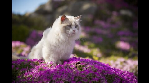 A pet cat remaining on the block floor of a nursery