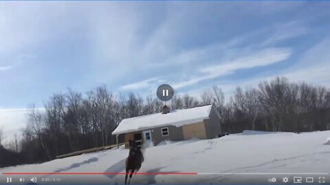 Arabian Horse Playing In Snow - Hidden Dangers