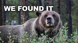 We found the Grizzly in the Canadian Rocky Mountains (EP 25 - World Tour)