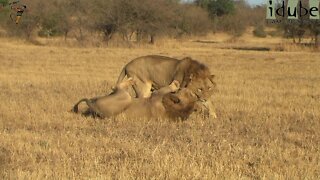 Brotherly Love? The Strong Family Bond Between Lion Brothers