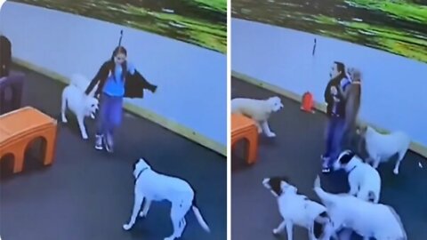 Pup gets super excited to see owner in doggy daycare