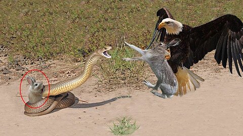 Roadrunner vs Rattlesnake- Mother Rabbit Save Her Baby From Snake Swallowing, Snake Hunt Iguana Fail