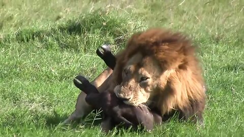 Male lion kills Baby Buffalo | Lion vs Buffalo