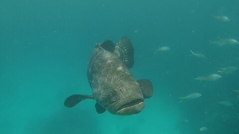 Looe Key Goliath Grouper, Boating and Fishing and Snorkeling and Diving in the Florida Keys
