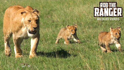 Lion Pride With Little Cubs Head To Shade | Maasai Mara Safari | Zebra Plains