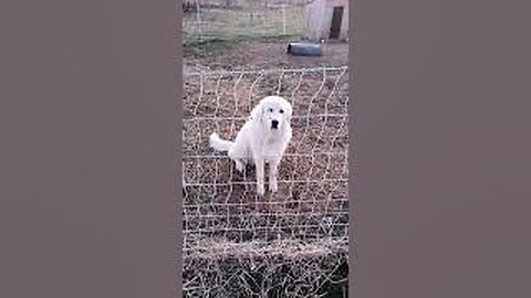 Our Humble Great Pyrenees