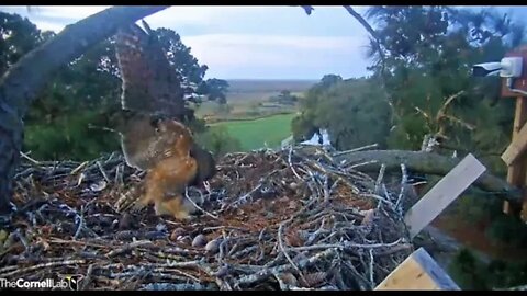 Mom Returns With Breakfast 🦉 3/19/22 07:21