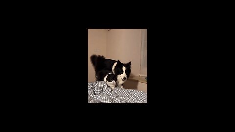 Dog And Cat Friendship Goals | ChannelChatter248