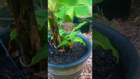 Amazing Banana Tree To Grow In A Pot!