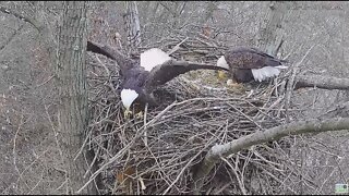 Hays Eagles Dad still in pursuit of Squirrel under the nest Part 2 2022 02 16 1520